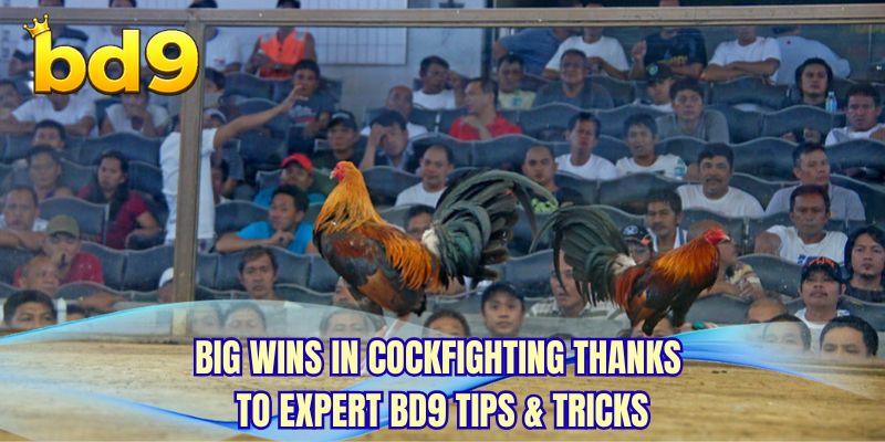 Big Wins in Cockfighting Thanks to Expert BD9 Tips & Tricks