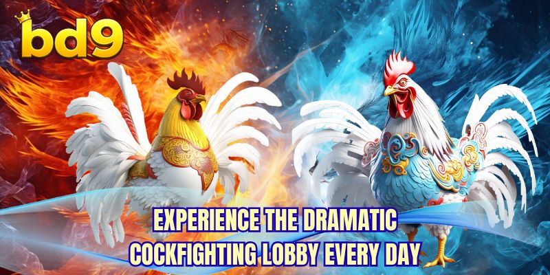 Experience the dramatic cockfighting lobby every day